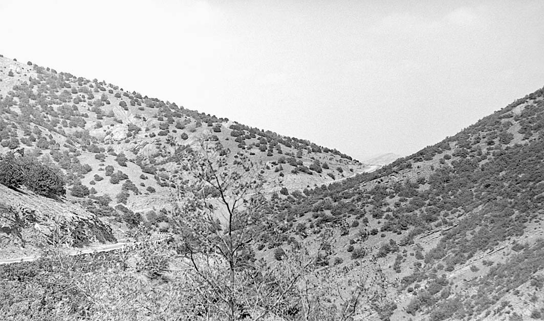 Високоялівцеве рідколісся